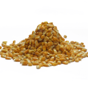 Corn grain